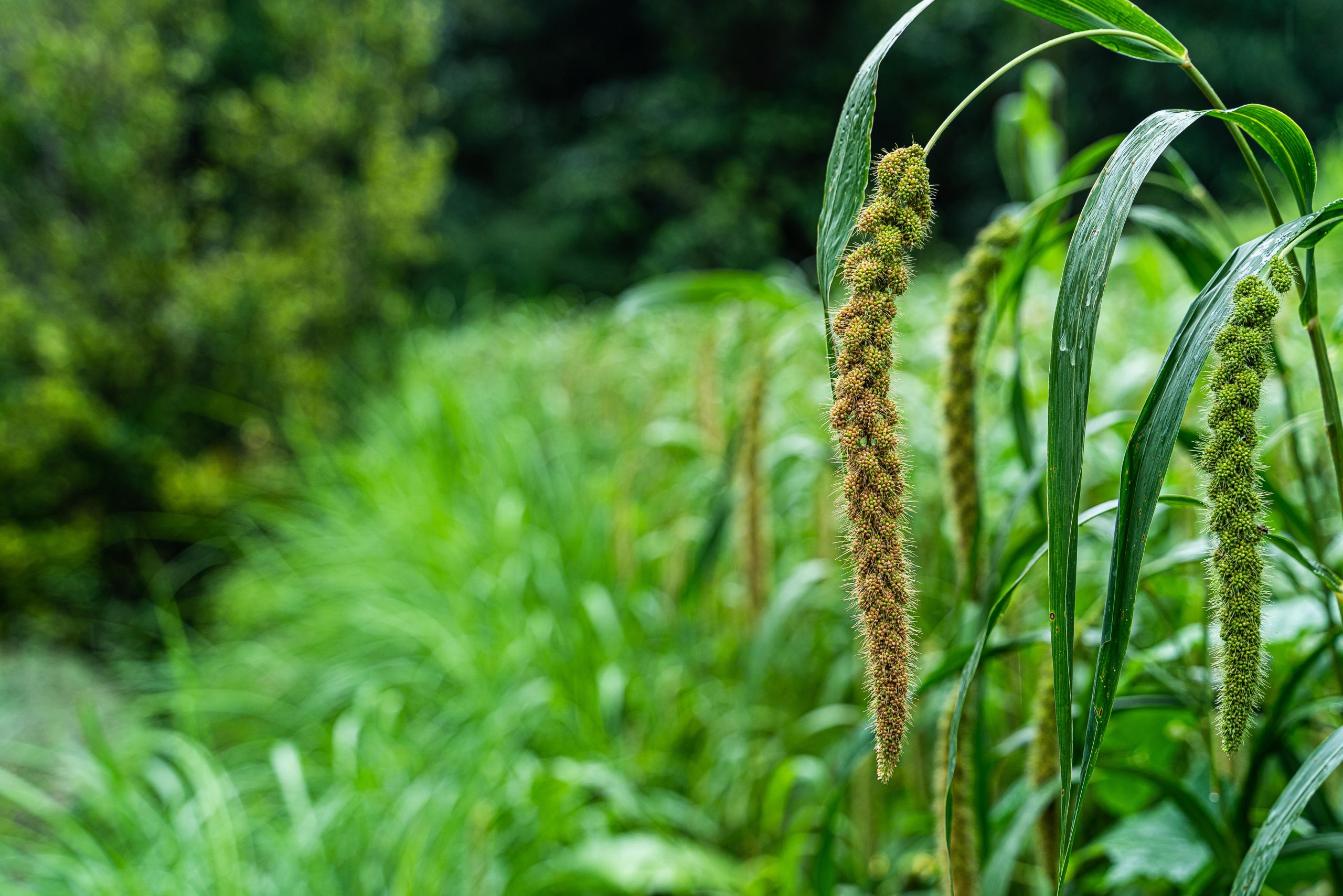 Enlightening the Rural